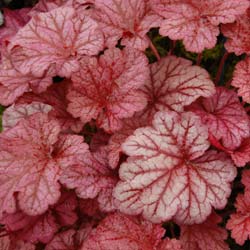 Heuchera Berry smoothie